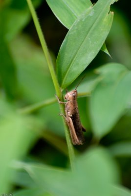 Fung Yuen Butterfly0041.jpg