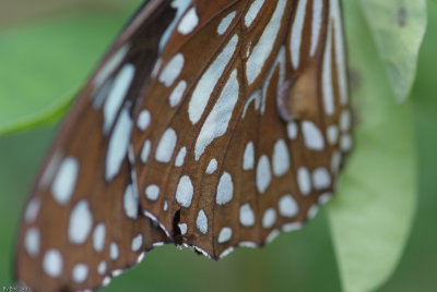 Fung Yuen Butterfly0064.jpg