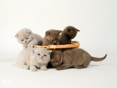 British Shorthair Cats