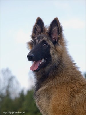 Tervuerense herder - Belgium Shepard - 2009_A163592-02.JPG