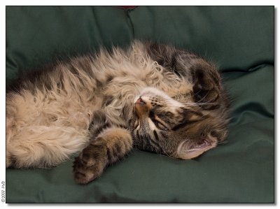 Lazy cat - 2008_1262866