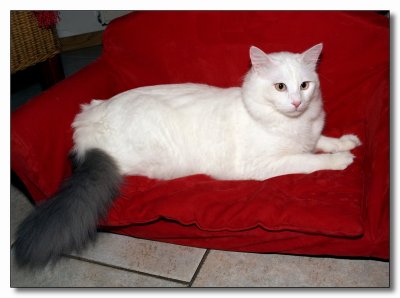 Turkish Van