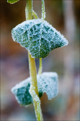 Indian Cress