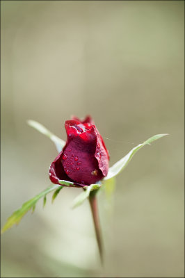Tiny rose