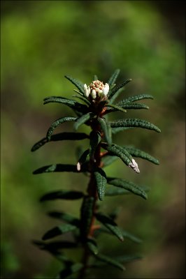 Labrador tea