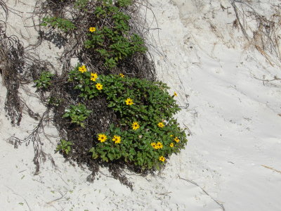 Dune Flowers Clearwater Beach, FL