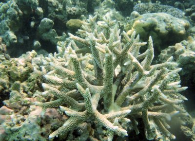 CHIKEN-FEET coral