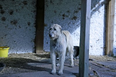 KB-3 Irish Wolfhounds Fionn and Kerry.jpg