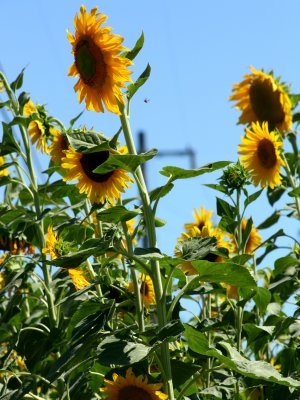 Scotts Valley roadside sunflowers