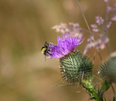The Thistle and the Bee.jpg