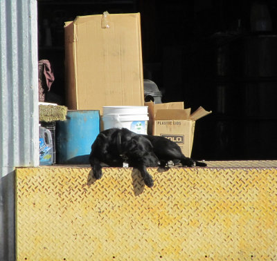 A dogs life.jpg
