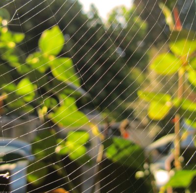 Peering through an October web.jpg