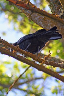 This Crows hind end.jpg