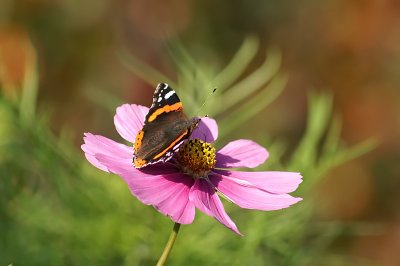 Amiral (Vanessa atalanta)