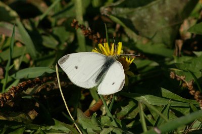 Rovfjril (Pieris rapae)