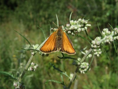 Mindre ttelsmygare (Thymelicus lineola)