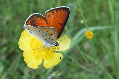 Violettkantad guldvinge (Lycaena hippothoe)