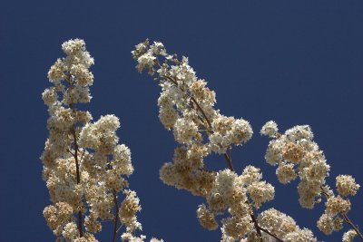 Spring In The BushBusch Frhling