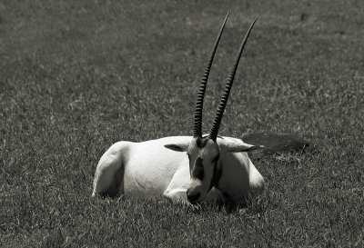 White OryxWeier Gemsbock
