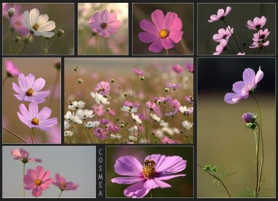 Cosmea