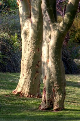 Human TreesDie Baummenschen