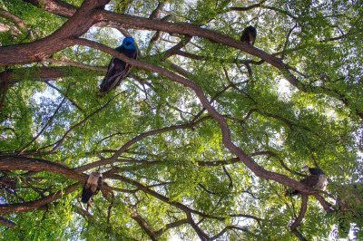Branched ShelterZweigige Unterkunft