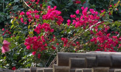 Bougainvillea