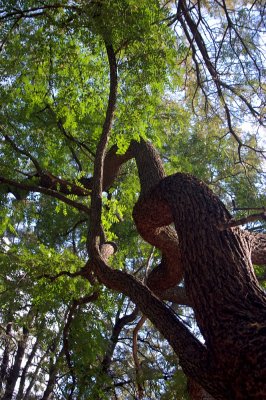 Branching OutKnorrige Verzweigung