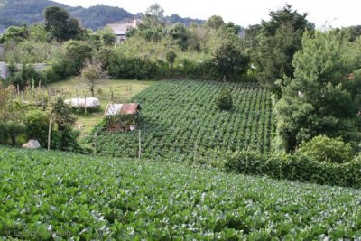 Plantaciones de Acelga