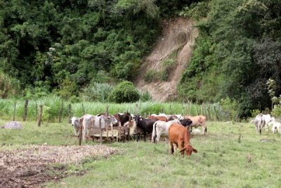 Haciendas Ganderas de la Region