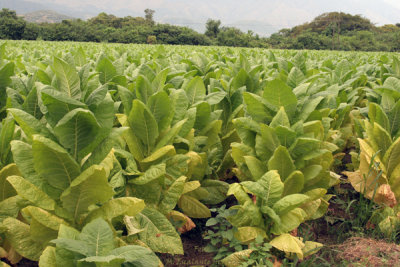 Plantaciones de Tabaco son Comunes en la Region
