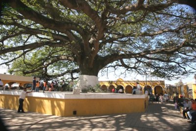 La Ceiba en la Plaza Central Identifica al Municipio Desde Hace Muchos Aos
