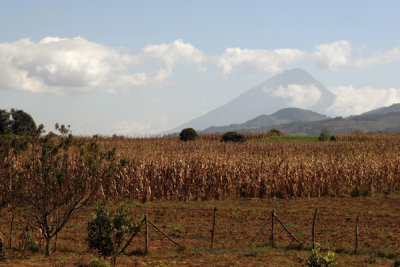 Plantacion de Maiz (Al Fondo el Volcan de Agua)