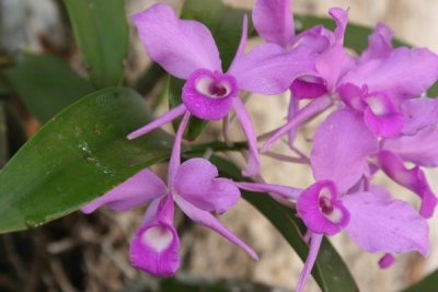 Orquideas Propias del Lugar, LLamada Flor de Candelaria