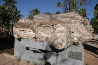 Arbol Petrificado en el Parque (2 millones de aos)