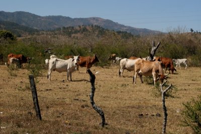 Fincas de Ganado Vacuno Comunes en la Region