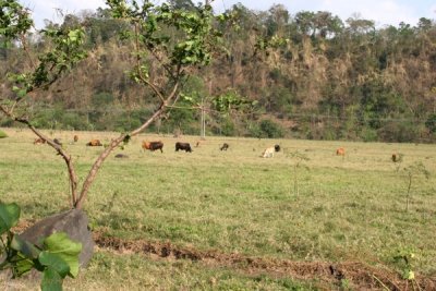 Las Fincas Ganaderas son Comunes en la Region