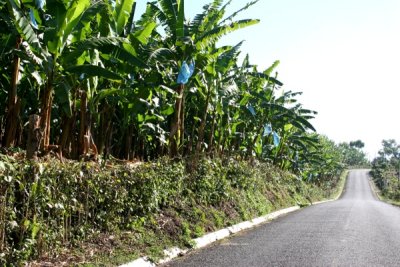 Cultivos de Banano en la Ruta a la Cabecera