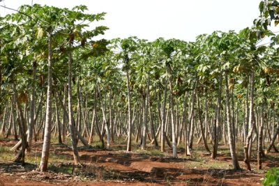 Plantacion de Papaya a la Orilla de la Ruta a la Cabecera