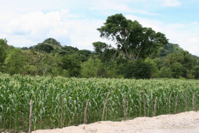 Plantacion de Maiz  a Orilla de la Ruta a la Cabecera