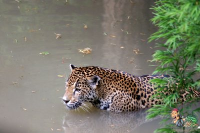 Guatemala, Guatemala