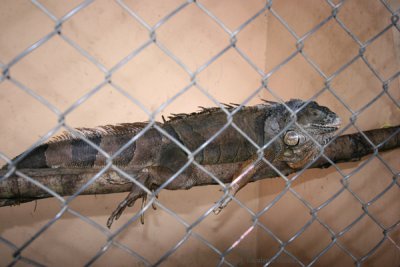 Iguana en el Pequeo Zoologico del Parque Central