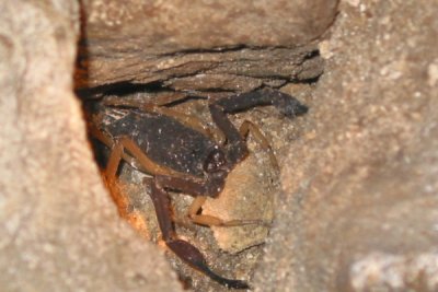 Alacran Gigante Visto Dentro de la Cueva