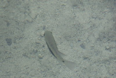 El Agua Cristalina Permite Ver los Peces