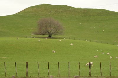 Vista Comun de la Campia Neozelandesa (crianza de ovejas)