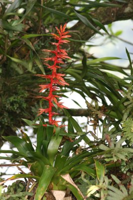 Las Bromelias son muy Comunes en el Lugar