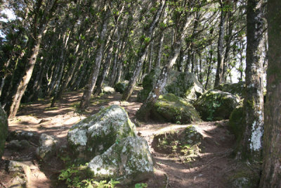 Bosque en el Lado Sur del Crater