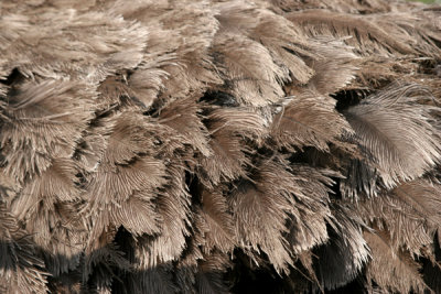 Detalle de Plumaje de un Avestruz Hembra