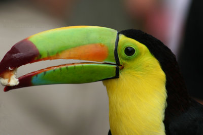 Tucan Real (Ramphastos Sulfuratus)