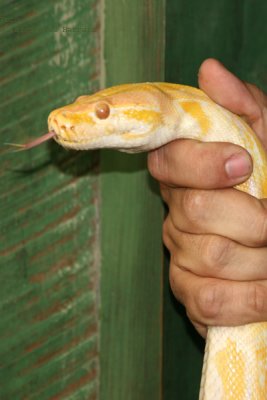 Serpiente Piton Amarilla (Python molurus bivittatus)